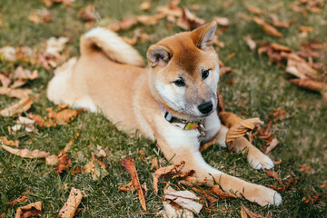 Happy puppy Shiba Inu walking in the autumn park.