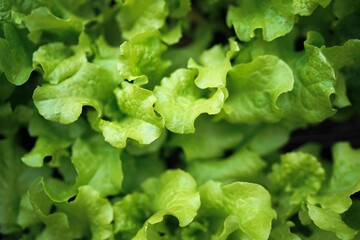 Closeup Home Garden Lettuce