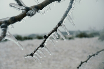 Close up of ice on tree branch during icy winter weather in Texas landscape.
