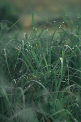 dew drops appeared on the fresh green grass at dawn in the morning
