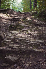 Nature Landscape