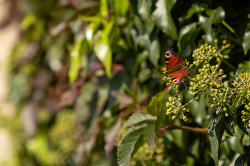 Rusałka Pawik siedząca na kwiatku na zielonym tle © Juliusz