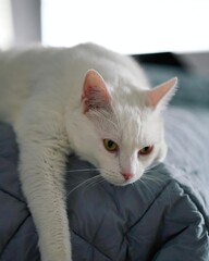 white cat 