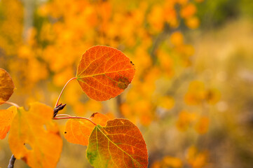 Obraz premium aspen macro