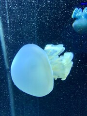 Obraz na płótnie Canvas Jellyfish Swimming in the Calm Water