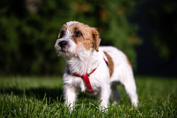 Jack Russell Terrier wearing a red collar