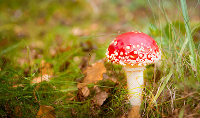 A real mushroom fly agaric in the forest