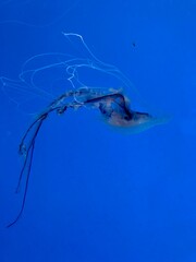 Jellyfish Swimming in the Calm Water