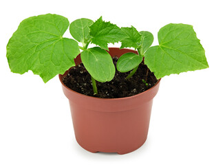 Seedlings of green cucumber isolated on a white background. clipping path