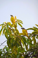 Birds of Colombia