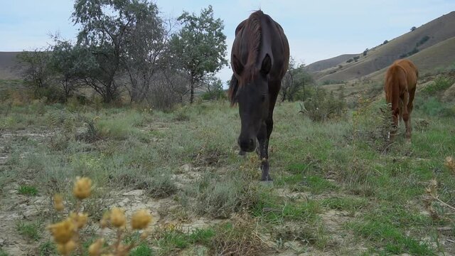 Horses roam the pasture freedom wildlife horses, pasture nature otion scenic animals flight. Stallion reat lifestyle, standing quadcopter hoof white farmhouse gallop