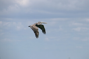 Fototapeta na wymiar pelican in flight