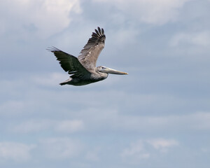 pelican in flight