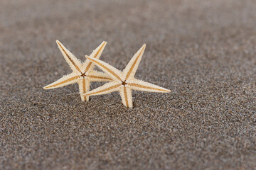Dos estrellas de mar en la arena 