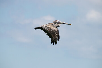 pelican in flight
