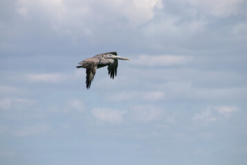 brown pelican in flight