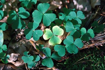 Kleeblatt im Wald