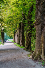 Walk on a park path alongside large lined trees.