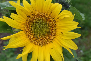 Sunflower