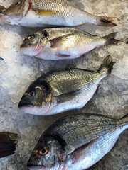 fresh fish on the market