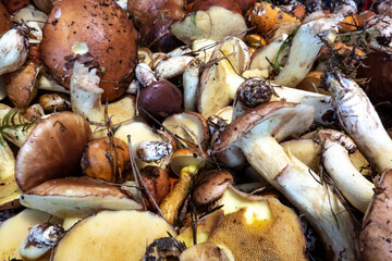 Freshly harvested edible mushrooms for kitchen and restaurant use
