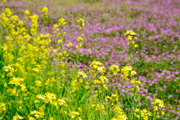 レンゲと菜の花　花模様