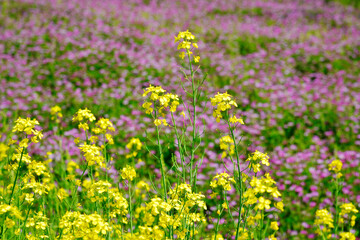 レンゲと菜の花　花模様