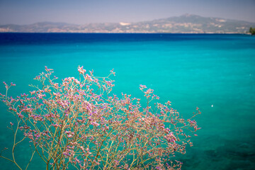 Fototapeta na wymiar Blue sea on the Turkish coast. Azure water and beautiful flowers in the foreground. Dilek National Park, Kusadasi, Turkey