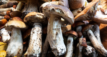 Freshly harvested edible mushrooms for kitchen and restaurant use