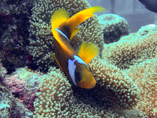 Naklejka na ściany i meble anemone fish in aquarium