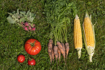 Vegetables such as corn, radishes, tomatoes and carrots freshly harvested from the own garden 