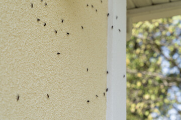 Box Elder bugs swarm and infest the siding of a house in the fall - selective focus