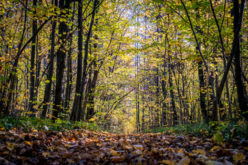 Autumn park with paths covered with yellow leaves, Vladimir. Russia