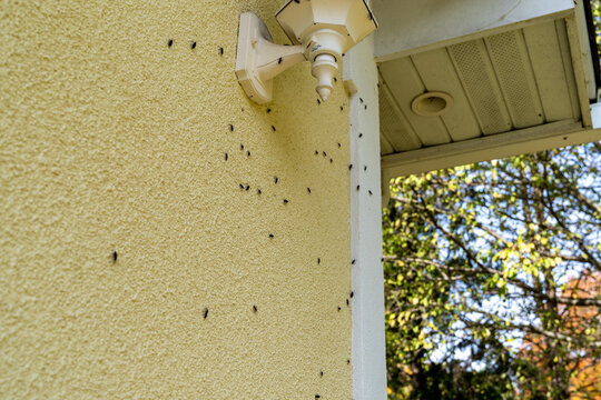 Box Elder bugs swarm and infest the siding of a house in the fall - selective focus