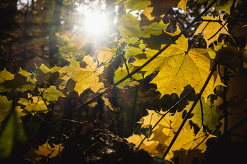 Sunny autumn day in the forest. Beautiful maple leaves on tree in park. Maple leaves close up