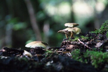 Pilze im herbstlichen Wald