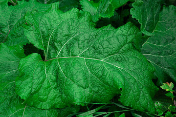 Big green bush fresh burdock leaf closeup. Grass background of a large leaf. Medicinal plant burdock (Arctium lappa, greater burdock, edible burdock, beggar's buttons, thorny burr, happy major).