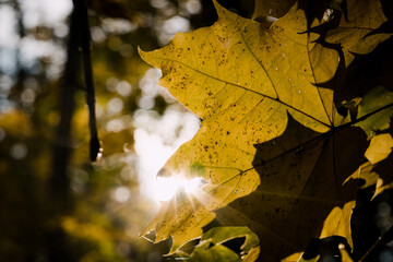 Sunny autumn day in the forest. Beautiful maple leaves on tree in park. Maple leaves close up
