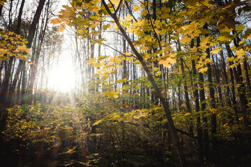 Autumn sunny day in the forest. The sun's rays shining through the maple leaves in the foreground