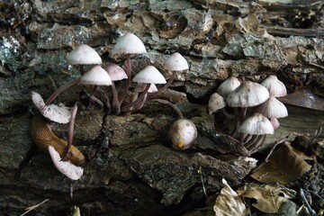 Pilze im herbstlichen Wald