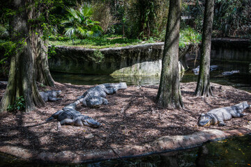 Four big alligators in front resting on a small island with trees two of them on the back of the picture in the water. 