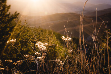 Winter landscape in the Kopaonik National Park, Serbia. Dry grass on a thawed patch in the foreground. The sun illuminates the Kopaonik valley before sunset. Spring is coming