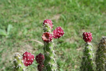 Fruta roja de cactus espinoso de hojas verdes florece en primavera con fondo de la hierba verde del jardìn de la casa.