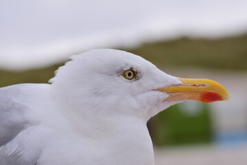 Portrait of a seagull sitting at the beach