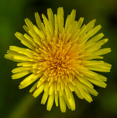 Yellow dandelion flower top view, macro close-up on a background of grass. Spring flowering.