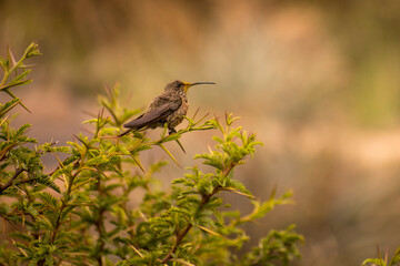 Little hummingbird  standing in a tree brunch in jujuy. Argentina. Trochilidae