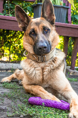 Portrait of a serious beautiful young German shepherd dog. The dog lies on the grass, next to his favorite toy puller and looks at the camera. High quality photo