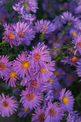 Obraz premium Purple Flowers In The Garden. Lilac flowers of bush aster. 