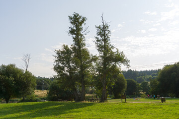 trees in the park next to miño river in lugo
