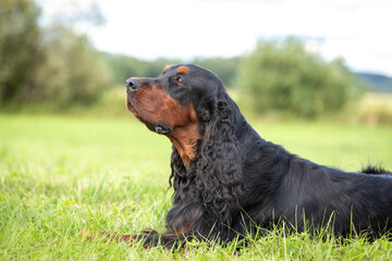 Portrait of chic Gordon setter resting on green grass
